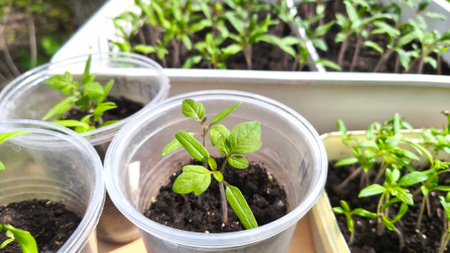 Sprouts of small green tomato seedlings in plastic cups are ready for planting in the garden or greenhouseの写真素材
