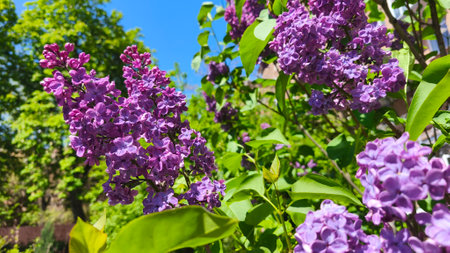 Close-up of a vibrant purple lilac flower blooming in a sunny garden, surrounded by lush green foliageの写真素材