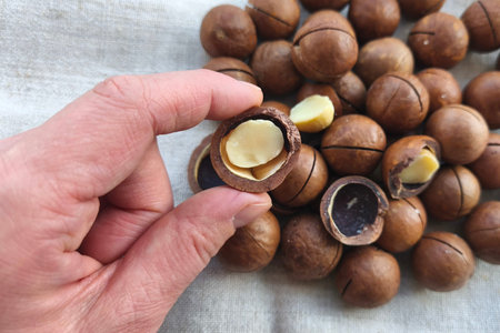 A close-up of a hand holding a cracked macadamia nut over a pile of nuts on a fabric background....