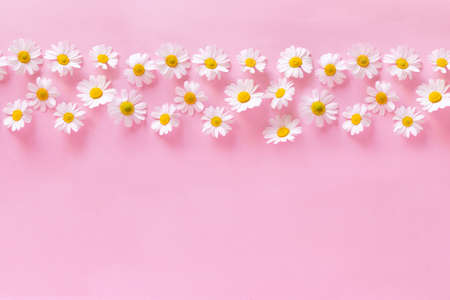 Daisy flower on a delicate pink background. spring background. Mother's Day Giftの写真素材