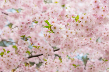 Branches of blossoming cherry macro with soft focus on gentle light blue sky background in sunlight...