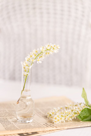 Glass vase with beautiful blooming white bird cherry, newspaper next to it. Light postcard...