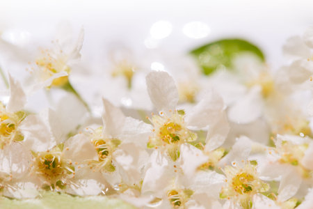 cherry blossom on a white background. cherry blossoms close-up