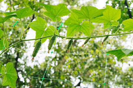 Green fresh cucumbers hang on a plant in the field. Growing vegetables in the gardenの写真素材
