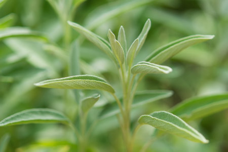 Sage officinalis (Salvia officinalis) - stages of growthの写真素材