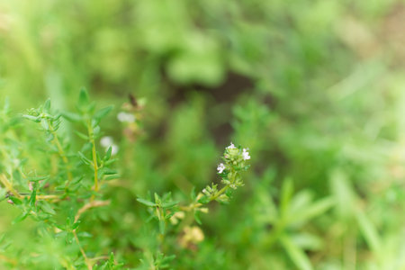 Thyme herb (lat Serpylli herba) in the garden. Shallow depth of field.