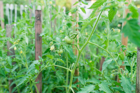Bunch of tomatoes on a plant during ripening. outdoors.