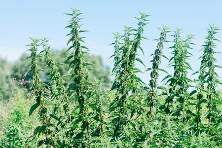 Nettles in the garden. Nettle is a medicinal plant that is used as a bleeding, diuretic,...
