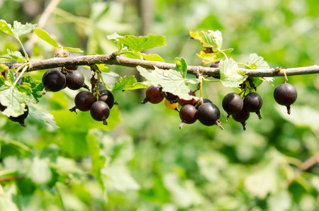 Black currant berries on a branch in the garden in summer. Selective focus on garden berries.