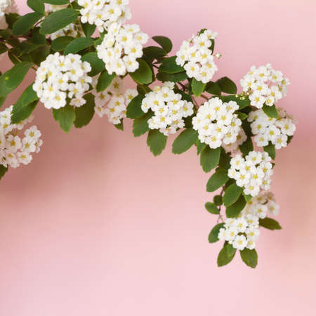 Branch of spirea with white flowers on a pink backgroundの写真素材