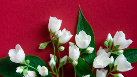 White flowers of jasmine on a red background. Place for text.の写真素材