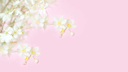 White flowers on a pink background. Floral background. Place for text.の写真素材
