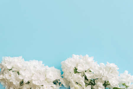 White lilac flowers on blue background. Flat lay, top view.の写真素材