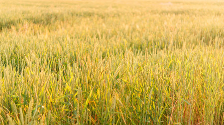 Wheat field in the sunlight. Selective focus. Nature.の写真素材