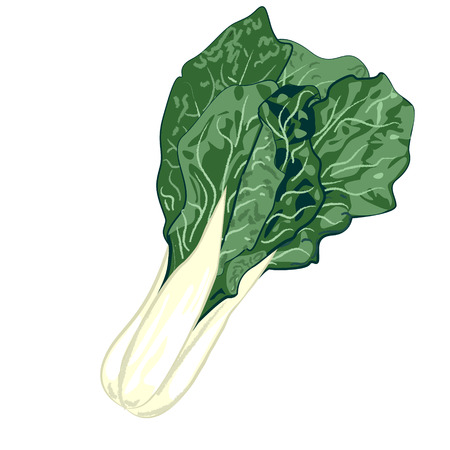 COLLARD GREENS on a white background vector illustrationのイラスト素材