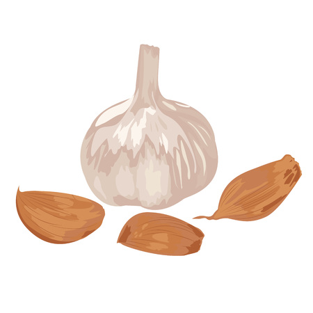 Garlic and cloves on a white background.  Vector illustrationのイラスト素材