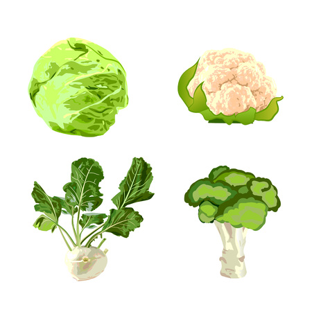 Set of cabbages vector illustrationのイラスト素材