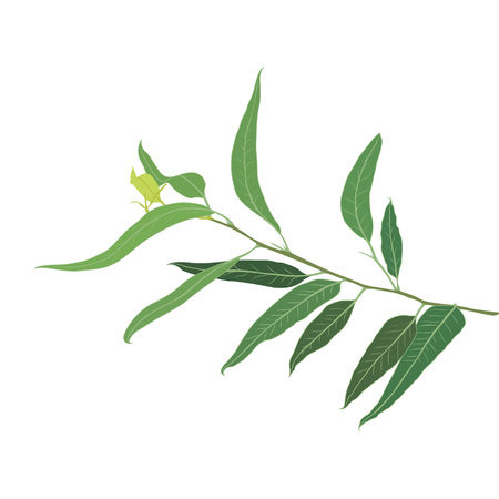 A brunch of Eucalyptus vector illustrationのイラスト素材