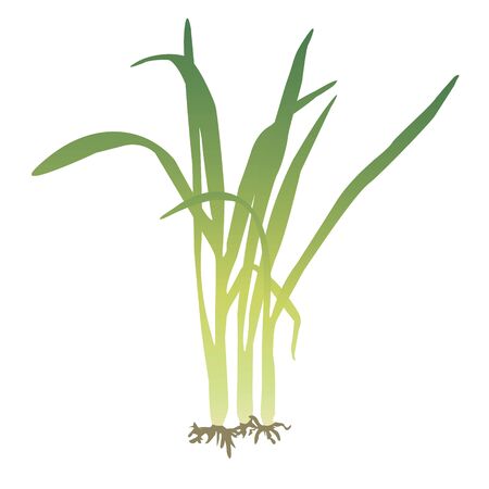 A bunch of lemongrass vector illustration.のイラスト素材