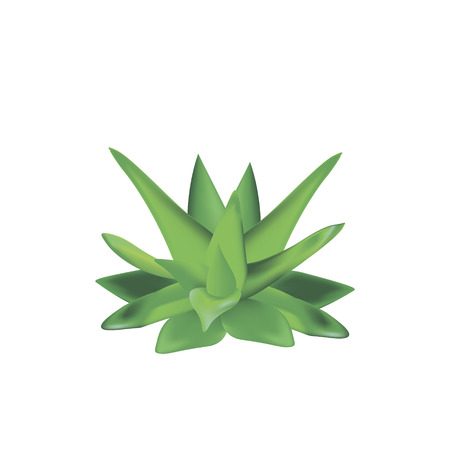 Aloe vera plant isolated on a white background vector illustrationのイラスト素材