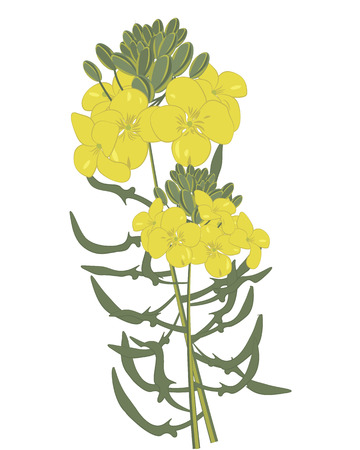 Mustard flowers isolated vector illustration on a white backgroundのイラスト素材