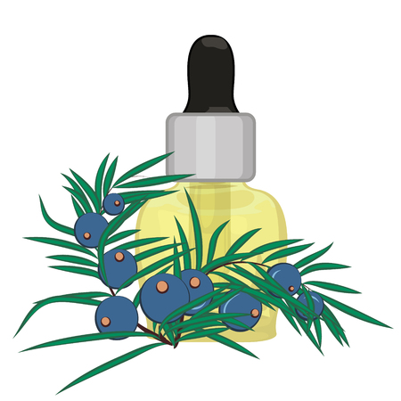 Juniper berries branch  essential oil vector illustration isolated on a white backgroundのイラスト素材