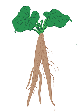 Burdock roots with leaves vector illustration on a white backgroundのイラスト素材