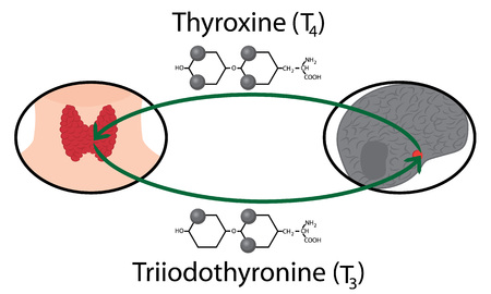 Scheme of Thyroid function. Structural chemical formulas of thyroid hormones vector illustrationのイラスト素材