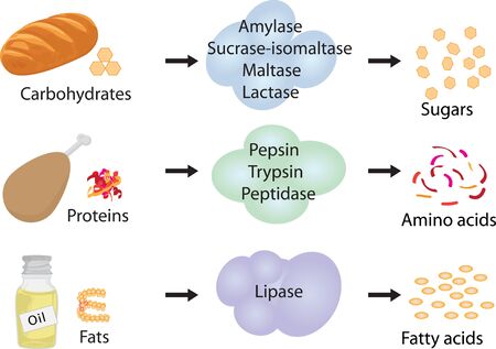 How enzymes work. Fermentation and disgestion foodのイラスト素材