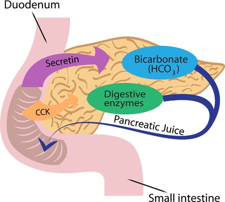 Pancreatic function in a human body vector illustration infographics のイラスト素材
