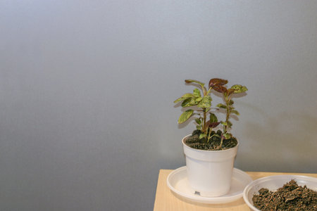 Hypoestes potted house plant and some soil for reppoting. Neytral grey background and some spare space for a text.の写真素材