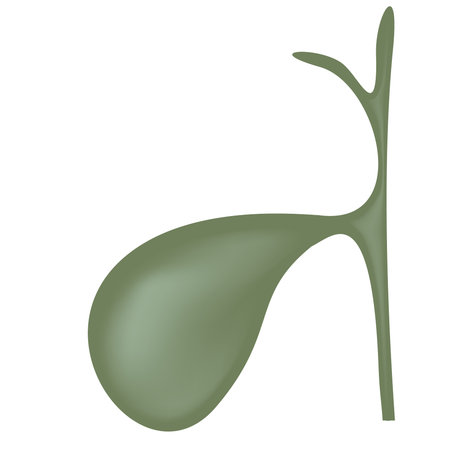 Gallbladder human digestive organ vector illustration isolated for use in medical graphic design