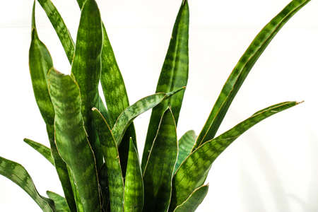 sansevieria crocodile rock snake plant leaves. house plants collection outdoorsの写真素材