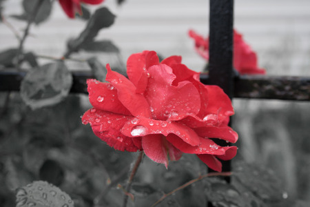 Red rose on black backgroundの写真素材