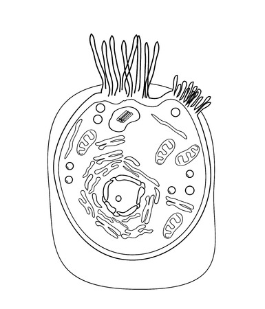 The structure of the human cells in a graphic image, cell componentsのイラスト素材