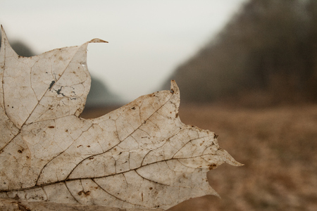 Old autumn leaf on the background of the forest. Sad autumn photoの写真素材