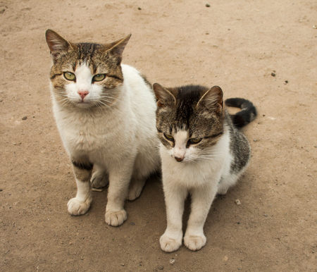 Two hungry and evil catsの写真素材
