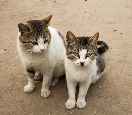 Two hungry and evil catsの写真素材