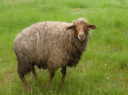 Sheep on green fieldの写真素材