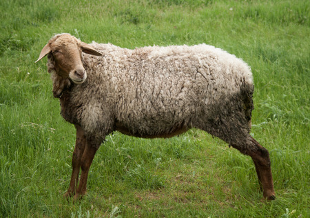 Sheep on green fieldの写真素材