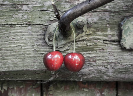 Red berries of a ripe cherryの写真素材