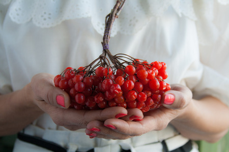 Female hands with red berries of viburnumの写真素材