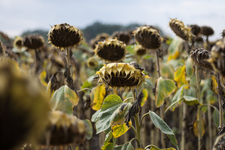 Sunflower is ripe and ready to harvestの写真素材