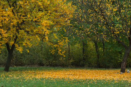 Two different autumn treesの写真素材