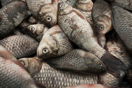 The catch of small fishの写真素材