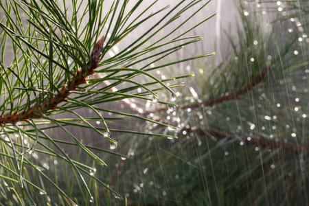Pine branches in the rainの写真素材