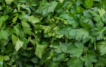 Green parsley. Greens for lifeの写真素材