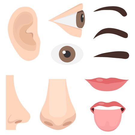Illustration of Different Parts of the Face. Human face parts organs icons. Body parts. Vectorのイラスト素材