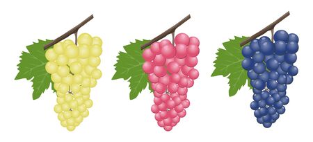 Grapes realistic composition with red rose and white grapes isolated. Red and white table grapes, wine grapes. Fresh fruit, 3d vector icon set. Vector.のイラスト素材