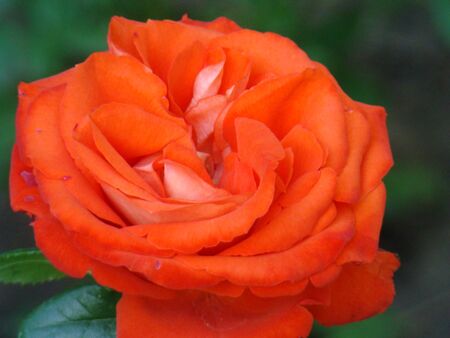 Red rose in the garden, red rose bud. Rose bush in the garden. A photo.の写真素材